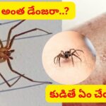సాలె పురుగు కుట్టిన తర్వాత ఏం చేయాలి..? ఈ లక్షణాలు చాలా డేంజర్.. WHO వైద్యుడు ఏం చెప్పారంటే