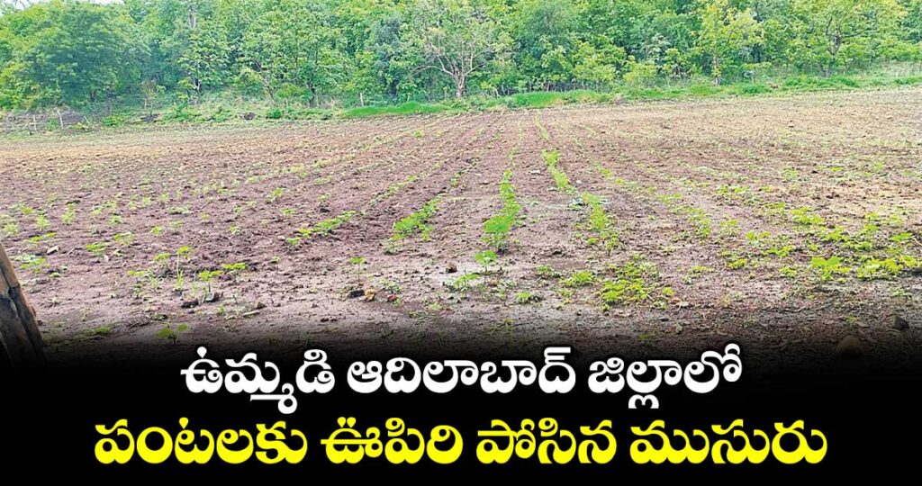 ఉమ్మడి ఆదిలాబాద్ జిల్లాలో పంటలకు ఊపిరి పోసిన ముసురు