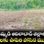 ఉమ్మడి ఆదిలాబాద్ జిల్లాలో పంటలకు ఊపిరి పోసిన ముసురు