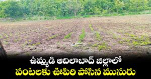 ఉమ్మడి ఆదిలాబాద్ జిల్లాలో పంటలకు ఊపిరి పోసిన ముసురు