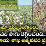 ప్రత్యామ్నాయం పత్తి, కంది.. వరి సాగు తగ్గించండి.. వ్యవసాయ శాఖ అత్యవసర ప్రణాళిక