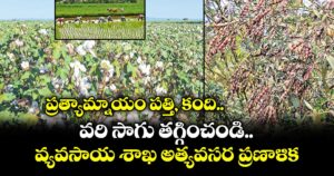 ప్రత్యామ్నాయం పత్తి, కంది.. వరి సాగు తగ్గించండి.. వ్యవసాయ శాఖ అత్యవసర ప్రణాళిక