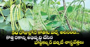 50 రోజుల్లోనే కోతకు వచ్చే అలసంద... కొత్త రకాన్ని అభివృద్ధి చేసిన హార్టికల్చర్ వర్సిటీ శాస్త్రవేత్తలు