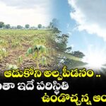 ఆదుకోని అల్పపీడనం ..ఈ నెలంతా ఇదే పరిస్థితి ఉండొచ్చన్న ఆందోళనలు