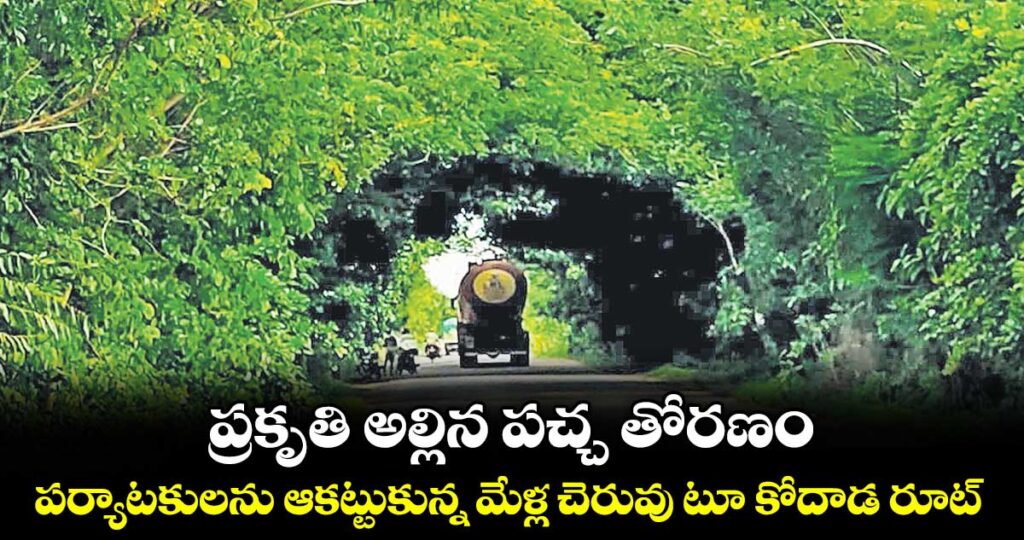 ప్రకృతి అల్లిన పచ్చ తోరణం.. పర్యాటకులను ఆకట్టుకున్న మేళ్ల చెరువు టూ కోదాడ రూట్
