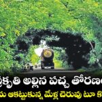 ప్రకృతి అల్లిన పచ్చ తోరణం.. పర్యాటకులను ఆకట్టుకున్న మేళ్ల చెరువు టూ కోదాడ రూట్