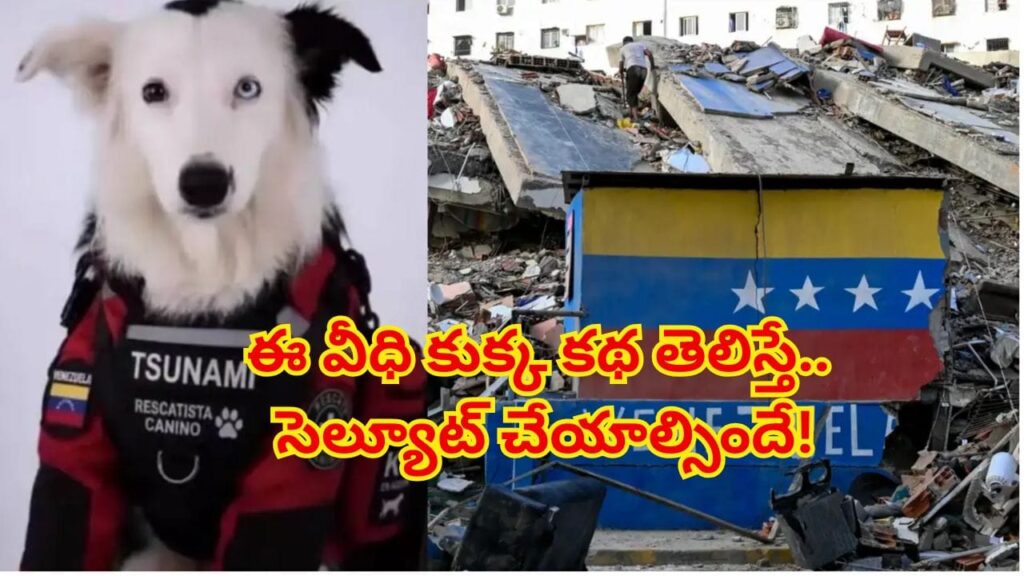 చావు అంచుల్లో ఉన్న వీధి కుక్క.. భూకంపంలో 13 మందికి ప్రాణదాతగా మారిన రియల్ హీరో!
