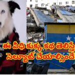 చావు అంచుల్లో ఉన్న వీధి కుక్క.. భూకంపంలో 13 మందికి ప్రాణదాతగా మారిన రియల్ హీరో!
