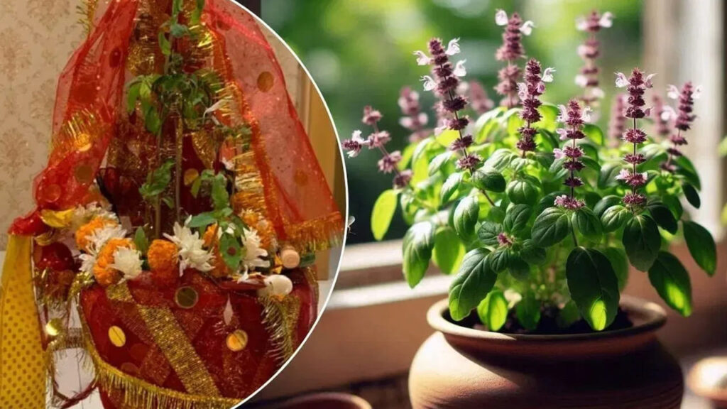 ఇంట్లో తులసి మొక్క ఉందా? అయితే, ఈ 5 తప్పులు అస్సలు చేయకండి.. అదే మిమ్మల్ని పేదవారిని చేస్తుంది!