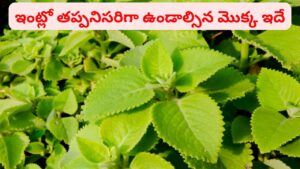దివ్యాస్త్రం.. వర్షాకాలంలో ఈ మొక్క ఇంట్లో ఉంటే డాక్టర్ దగ్గరకు వెళ్లే అవసరమే ఉండదు..