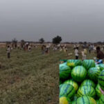 Watermelons: ఉచితంగా వాటర్ మిలన్లు.. ఎగబడిన జనం.. ఎక్కడో తెలుసా..?