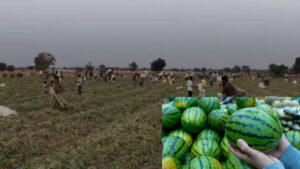 Watermelons: ఉచితంగా వాటర్ మిలన్లు.. ఎగబడిన జనం.. ఎక్కడో తెలుసా..?