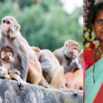 ఇంటి ముందు ముగ్గు వేస్తుండగా చుట్టుముట్టిన కోతుల గుంపు.. అయ్యో ఎంతపనైంది..