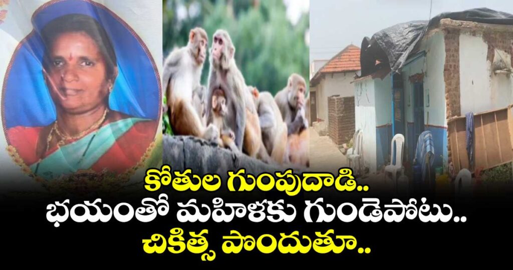 కోతుల గుంపుదాడి.. భయంతో మహిళకు గుండెపోటు.. చికిత్స పొందుతూ..