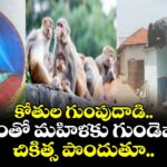 కోతుల గుంపుదాడి.. భయంతో మహిళకు గుండెపోటు.. చికిత్స పొందుతూ..